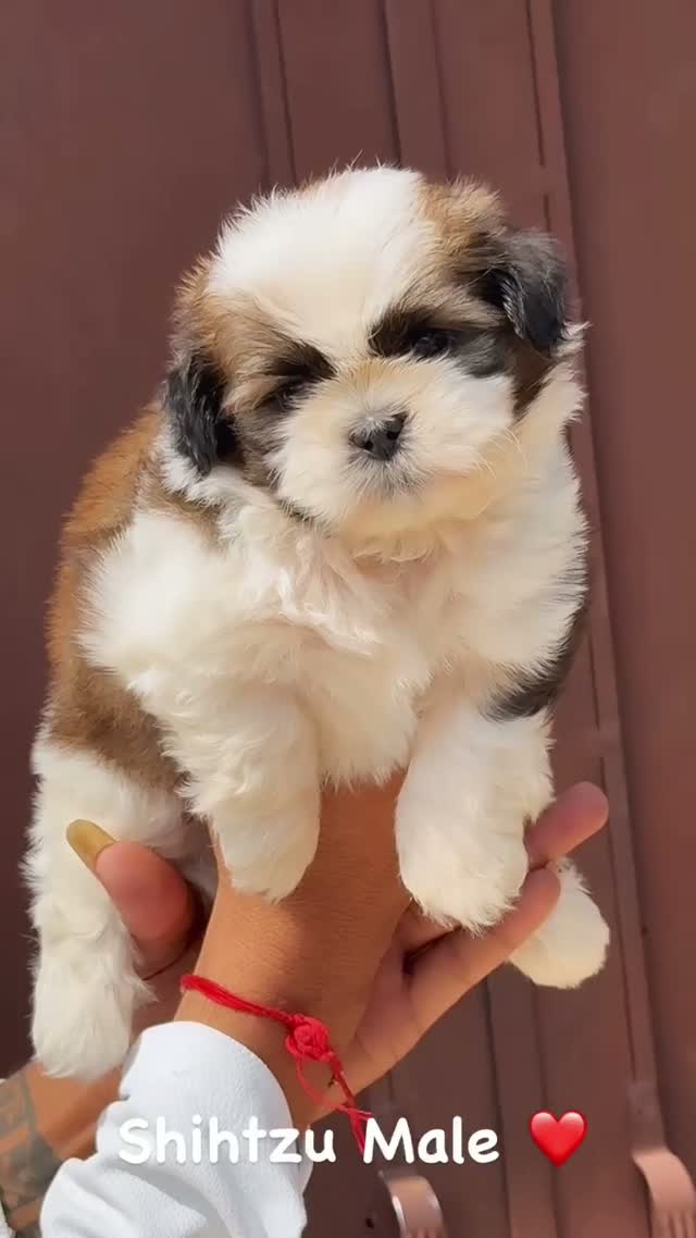 Shih Tzu | Black Color, farm video