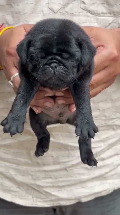 Pug Puppy, farm video