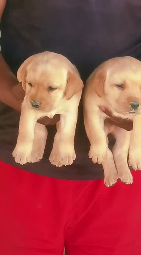 Beagle Black & Tan Puppy, farm video