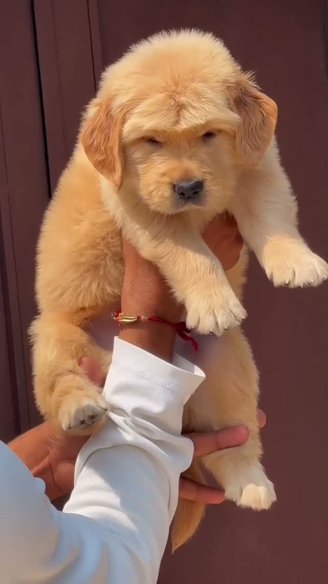Golden Retriever, farm video