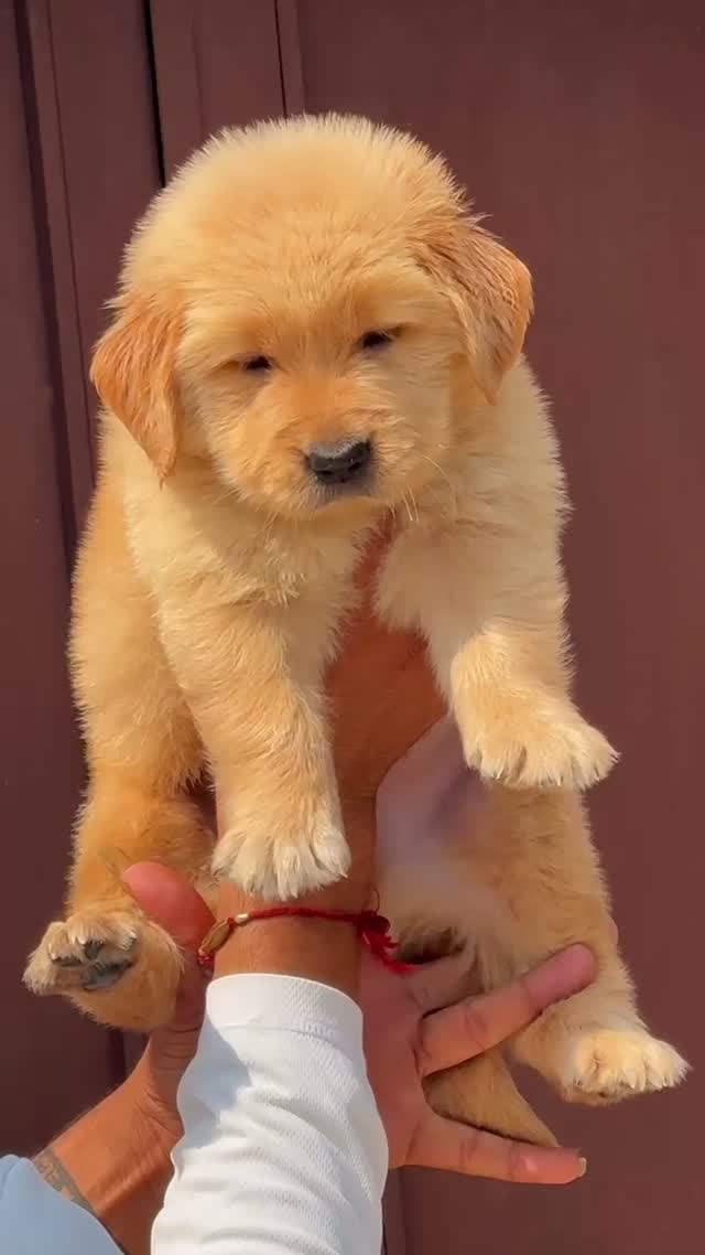 Golden Retriever, farm video