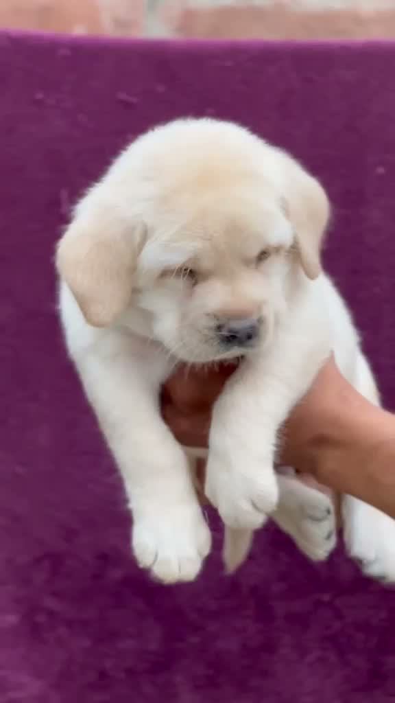 Beagle Black & Tan Puppy, farm video