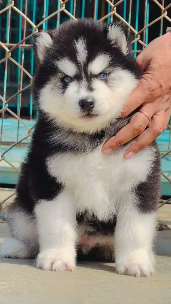 Siberian Husky Puppy | Black & White Color, farm video