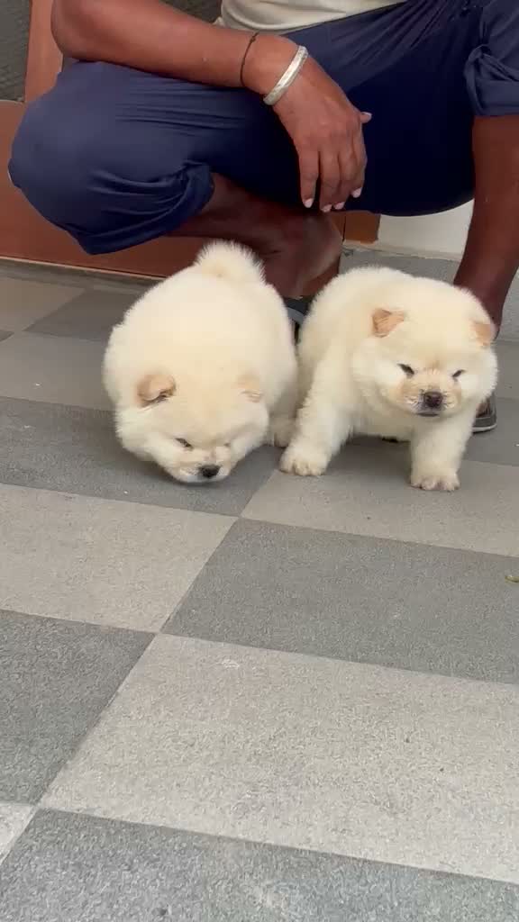 Chow Chow Puppies, farm video