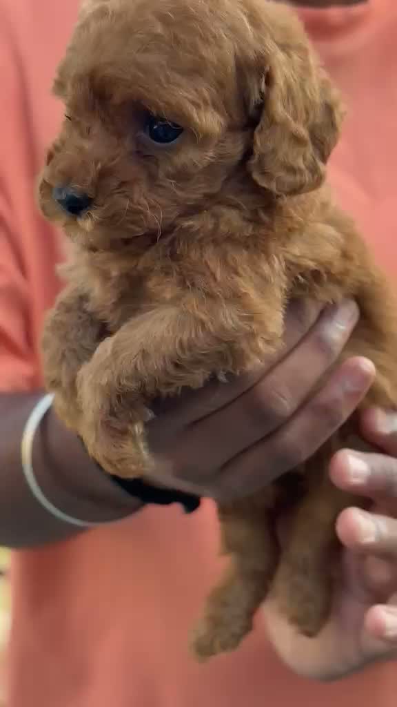 Standard Poodle Puppy, farm video
