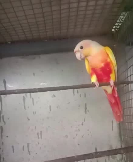 Small Cheek Conure, farm video
