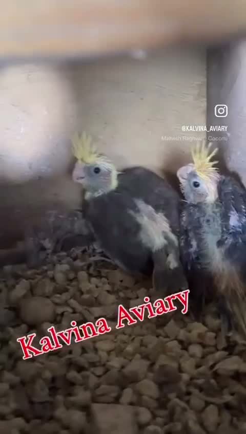 Cockatiel, farm video
