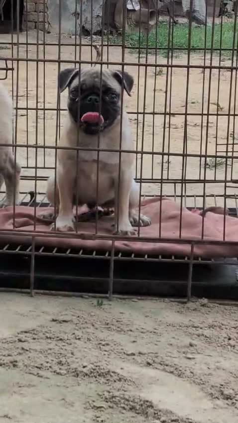 Pug Puppy, farm video