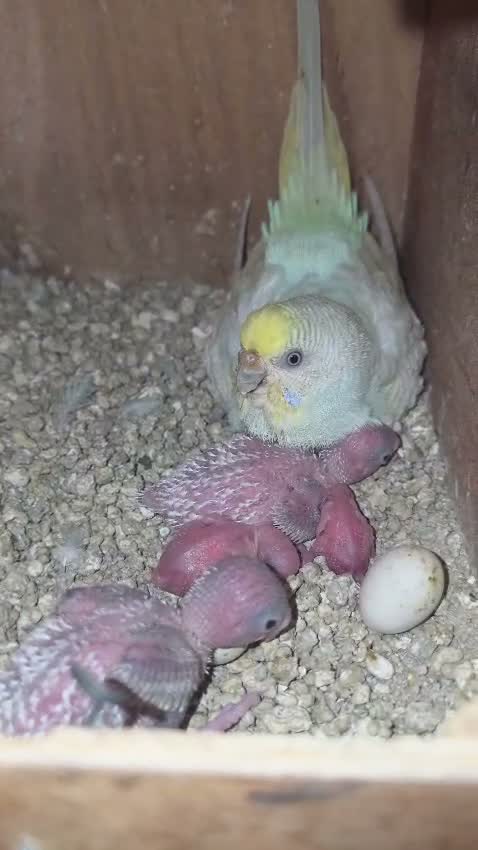 Budgies, farm video