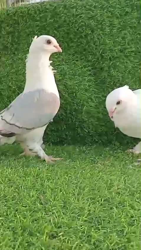Lahori Pigeon, farm video