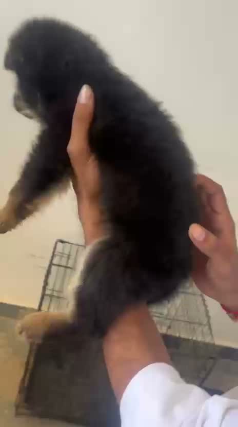 German Shepherd Puppy, farm video
