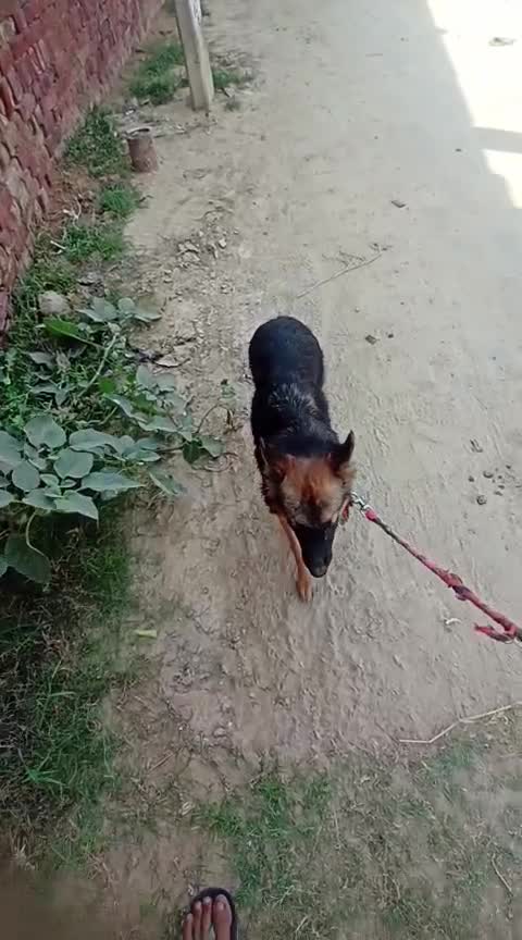 German Shepherd Puppy, farm video