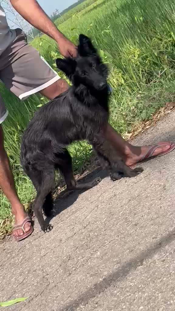 German Shepherd Puppy, farm video