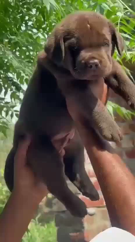 Beagle Black & Tan Puppy, farm video