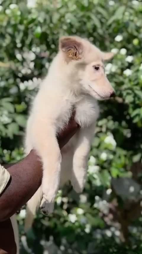German Shepherd Puppy, farm video