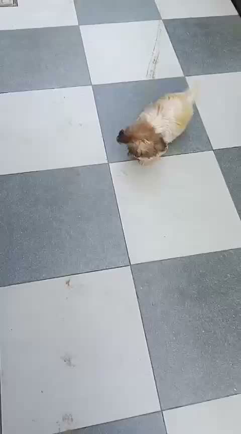 Shih Tzu | Black Color, farm video