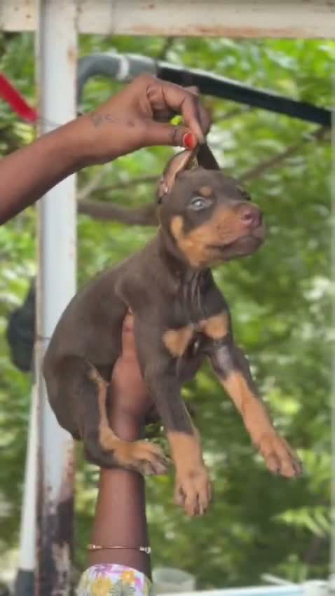 Doberman Pinscher Puppy, farm video