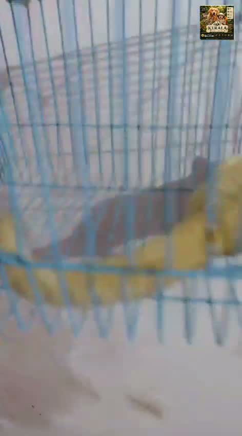 Sugar Glider | Grey, farm video