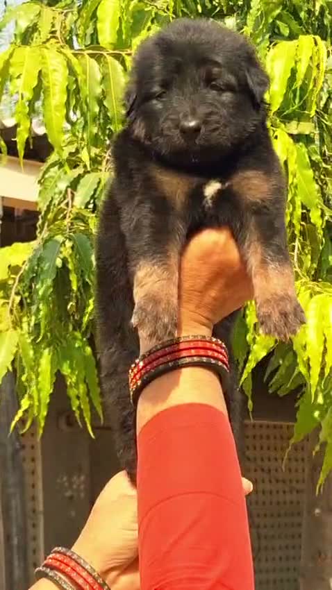 German Shepherd Puppy, farm video