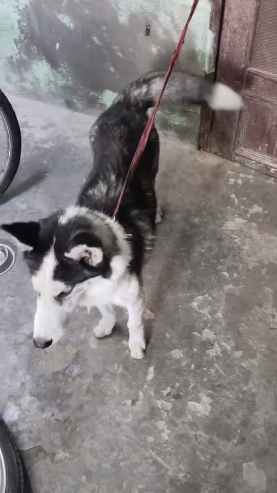 Siberian Husky Puppy | Black & White Color, farm video