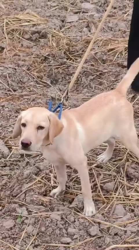 Beagle Black & Tan Puppy, farm video