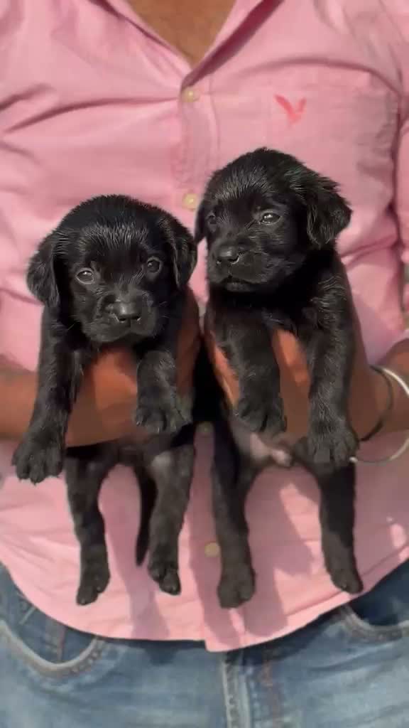 Beagle Black & Tan Puppy, farm video