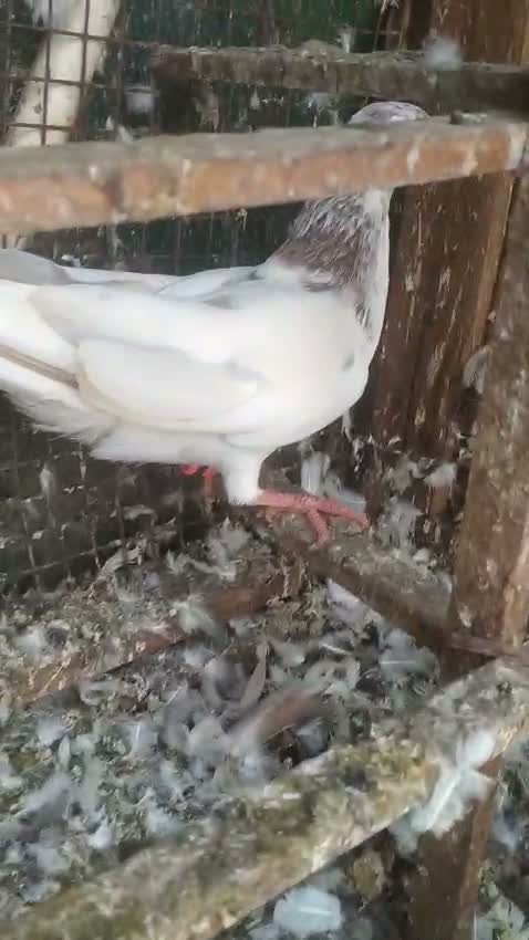 Highflyer Pigeon, farm video