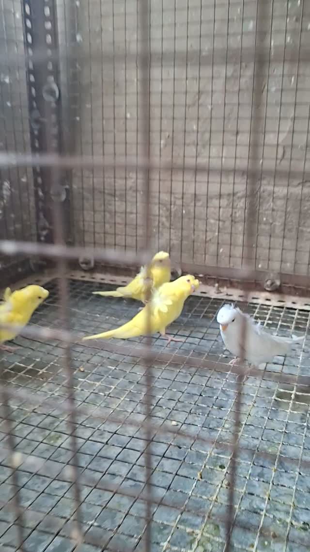 Budgies, farm video