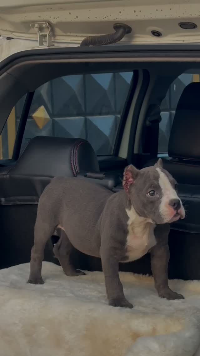 Bull Terrier Puppy, farm video