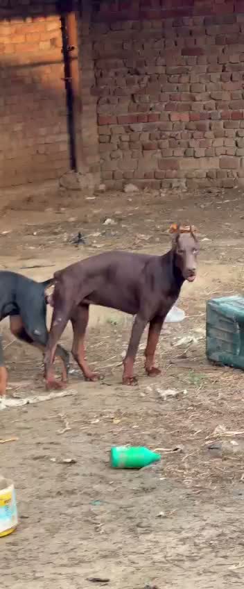 European Doberman Puppy, farm video