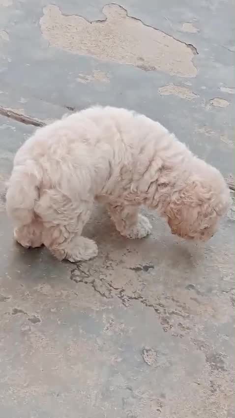 Standard Poodle Puppy, farm video