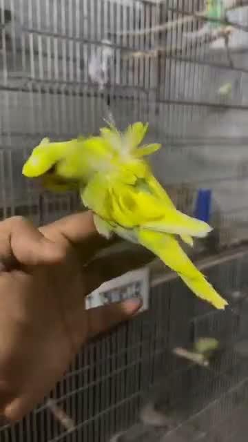 Budgies, farm video