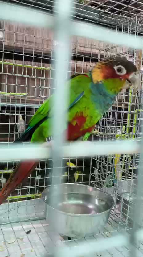 Small Cheek Conure, farm video