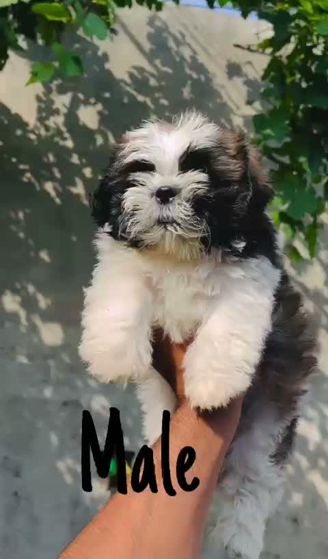 Shih Tzu | Black Color, farm video