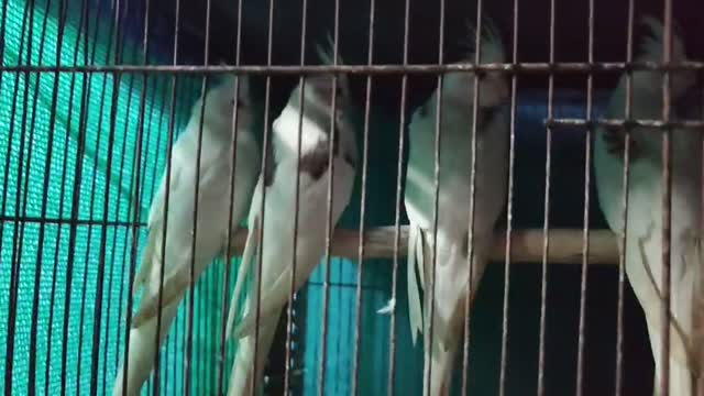 Cockatiel, farm video