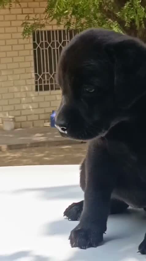 Dachshund Puppy | Brown, farm video