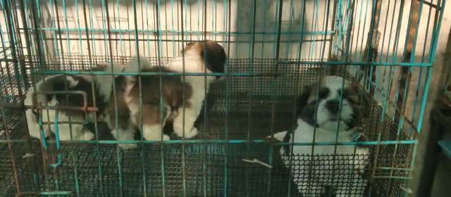Shih Tzu | Black Color, farm video