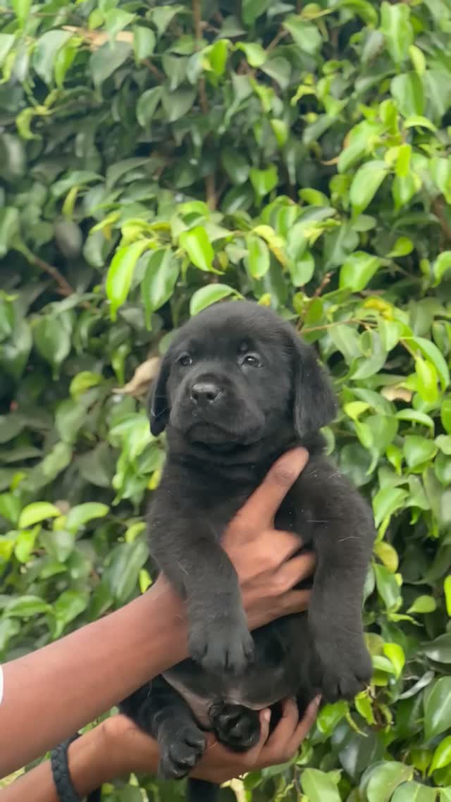 Beagle Black & Tan Puppy, farm video