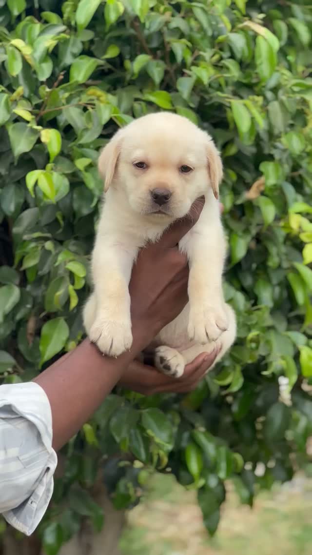 Beagle Black & Tan Puppy, farm video