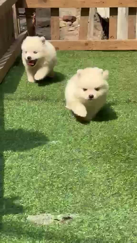 Toy Poodle Puppy, farm video