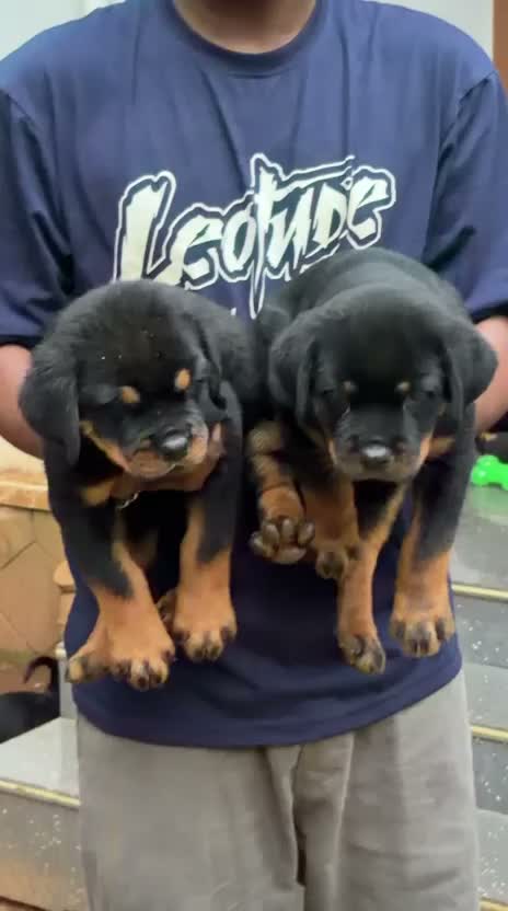 Rottweiler Puppy, farm video