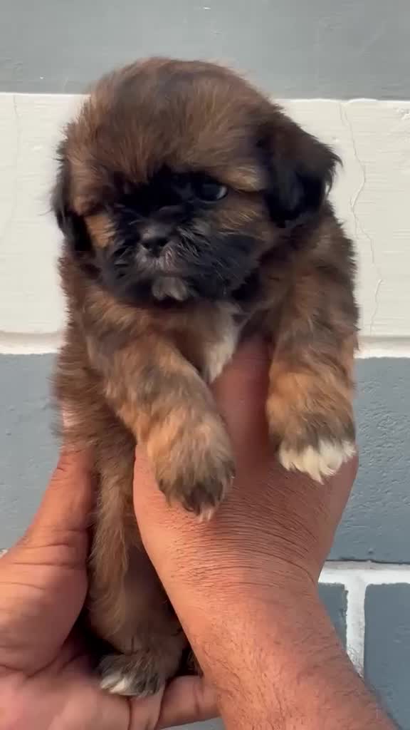 Shih Tzu | Black Color, farm video