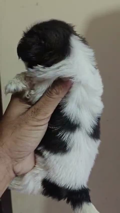 Shih Tzu | Black Color, farm video