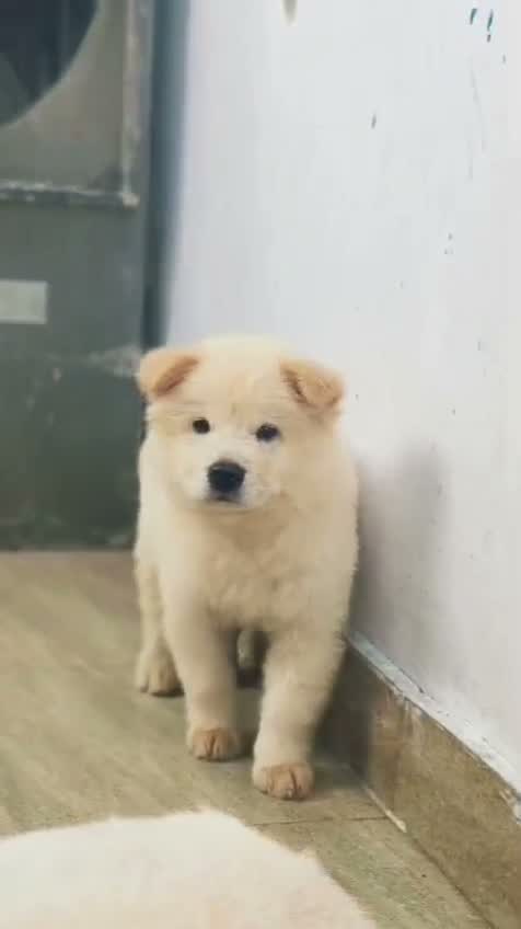 Chow Chow Puppies, farm video
