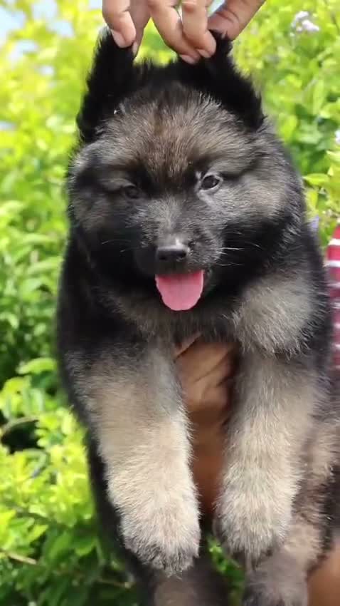 German Shepherd Puppy, farm video