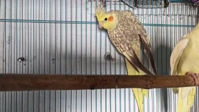 Cockatiel, farm video