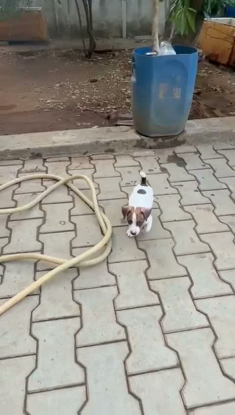 Pitbull Terrier Puppy, farm video