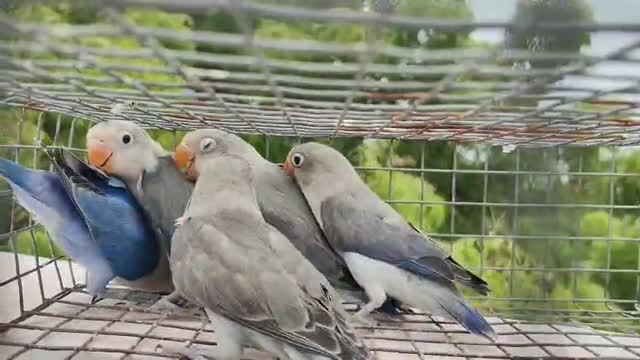 African Love Birds, farm video