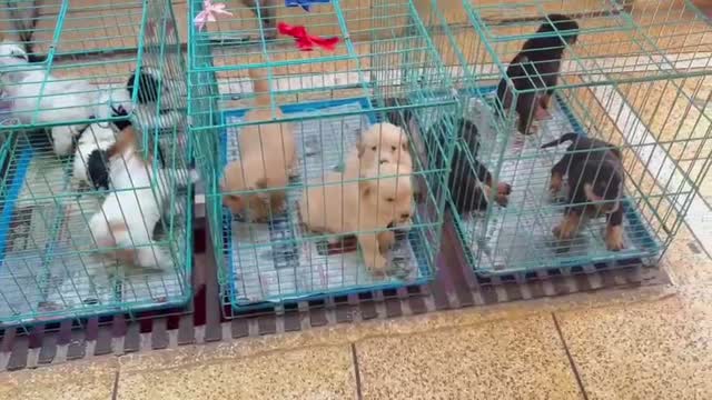 Labrador Retriever Puppy, farm video