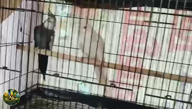 Cockatiel, farm video